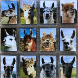 Llama and Alpaca Photo Magnet/Keyring